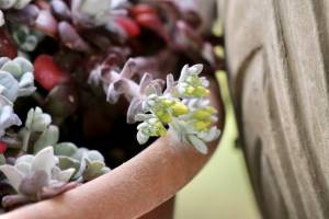 Plantes grasses : Plantes grasses