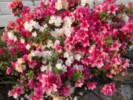 Massif d’Azalées en fleurs : Azalées