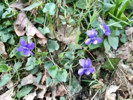Violettes sauvages : Violettes sauvages