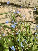 Petites Fleurs bleues : Fleurs bleues, Fleurs sauvages
