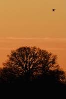 Coucher de soleil : Coucher de soleil, Campagne, arbre