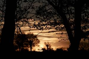 Lever de Pleine Lune : Lever de Pleine Lune, campagne vendéenne