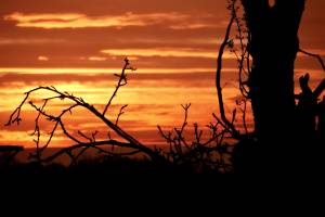 Coucher de soleil : Coucher de soleil, branchages, campagne