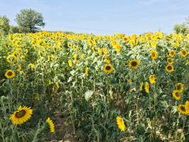 Tournesols : Tournesols, fleurs, champ