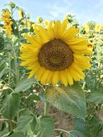 Tournesol : Tournesol, fleur