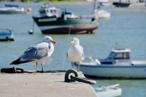 Goëlands Bretons : Goëlands, Portsall, Ploudalmézeau, Bateau de pêche, mer