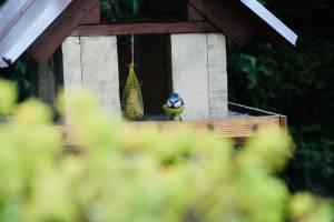 Mésange bleue : mangeoire à oiseaux, mésange bleue