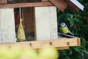 Mésange bleue : Mésange bleue, mangeoire à oiseaux