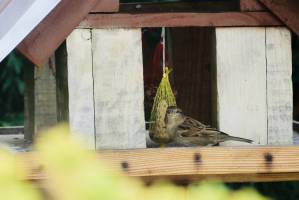 Moineau : Moineau, mangeoire à oiseaux