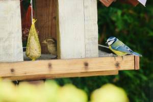 Mésange et Moineau : Mésange bleue, Moineau