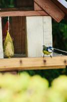 Mésange bleue : Mésange bleue, Mangeoire à oiseaux