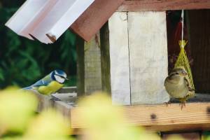 Mésange et Moineau : Mésange bleue, Moineau