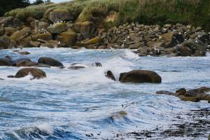 Plage de Kerfissien : Kerfissien, mer, rochers, mouettes