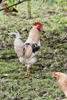 Coq : Coq, poules