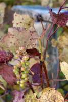 Raisins blancs : Raisins blancs, Vigne, Automne