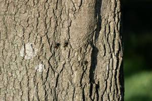 Mouches : Mouches, tronc d’arbre