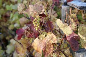 Raisins blancs : Raisins blancs, Vigne, Automne