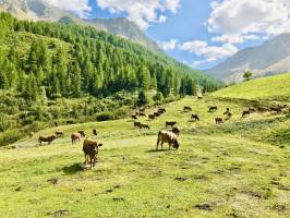 Bellentre : Les Alpes, Bellentre, Vaches, Champ d’alpage