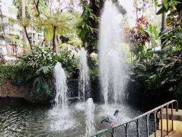 Jets d’eau : Funchal, Jets d’eau, Pigeon