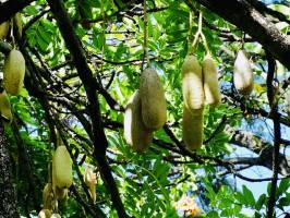 L’arbre à saucisses : Kigelia, Arbre à saucisses, Funchal