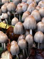 Champignons : Champignons