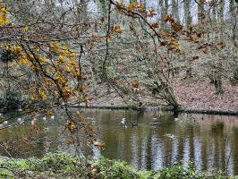 Le Bois de Keroual : Bois de Keroual, Étang, Canards, Mouettes