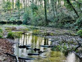 Le Bois de Keroual : Bois de Keroual, Guilers, rivière, arbres