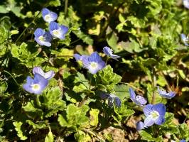 Véronique de Perse : Véronique de Perse, fleurs bleues sauvages