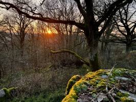 Le Parc de la Barbinière : Parc de la Barbinière, Saint-Laurent-sur-Sèvres, Bois