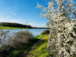 Épine Noire en fleurs : Prunellier, Épine noir, arbre en fleurs, Retenue de Rochereau