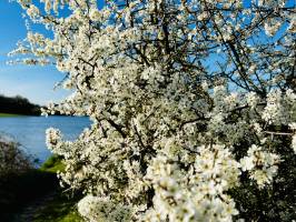 Épine Noire en fleurs : Prunellier, Épine noir, arbre en fleurs