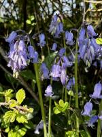 Jacinthes des Bois : Jacinthes des Bois, Clochettes bleues, Clochettes mauves