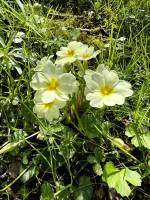 Primevères : Primevères, fleurs sauvages, fleurs jaunes