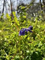 Jacinthes des Bois : Jacinthes des Bois, Clochettes bleues, Clochettes mauves