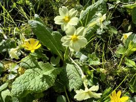 Primevères : Primevères, fleurs sauvages, fleurs jaunes