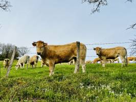 Génisses : Génisses, Vaches marron clair, Blonde d’Aquitaine