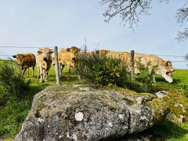 Génisses : Génisses, Vaches marron clair