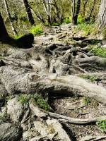 Le Parc de la Barbinière : Le Parc de la Barbinière, racines d’arbres