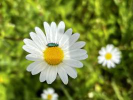 Marguerites sauvages : Marguerites sauvages, fleurs blanches, fleurs sauvages