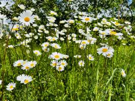 Marguerites sauvages : Marguerites sauvages, fleurs blanches, fleurs sauvages