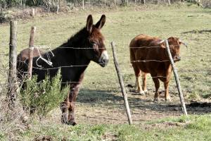 Âne et Vachette : Âne, Vachette, petite vache marron