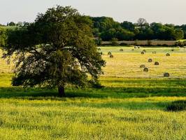 Campagne Vendéenne : Campagne Vendéenne, Champs, Prairie