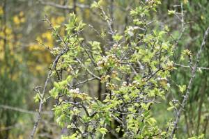 Arbuste en fleurs : Arbuste en fleurs