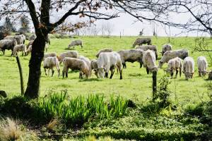 Vaches Charolaises : Vaches blanches, Charolaises