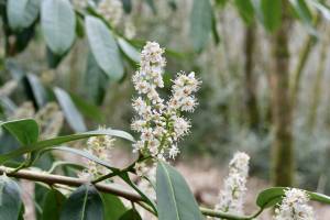 Fleurs de Laurier : Fleurs de Laurier