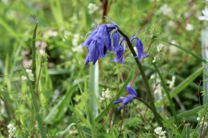 Jacinthe des Bois : Tita’s Pictures, Jacinthe des Bois, Clochettes, fleur sauvage