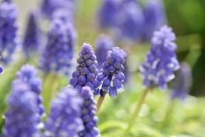 Le Muscari : Muscari, fleurs bleu-violettes