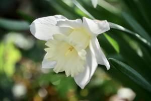 Narcisse Blanc : Narcisse Blanc, fleurs blanches