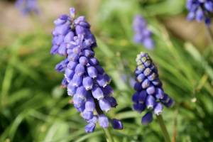 Le Muscari : Muscari, fleurs bleu-violettes