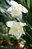 Narcisses Blancs : Narcisse Blanc, fleurs blanches